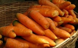 Caractéristiques de la conservation des carottes à la maison dans un appartement