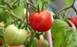 Comment arroser les tomates pour qu'elles rougissent plus vite: la meilleure vinaigrette pour les tomates et les astuces de vie pour accélérer la maturation