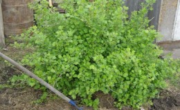 Pourquoi les groseilles à maquereau n'ont pas de baies et comment y remédier