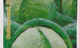 Examen de la variété de chou blanc Dominanta F1