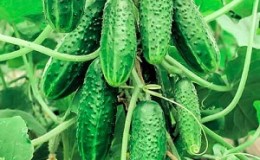 Examen des meilleures variétés de concombres en grappe pour terrain ouvert