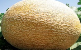L'hybride de melon Amal, apprécié des résidents d'été, a bon goût et résiste aux maladies