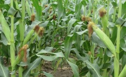 Nous étudions la structure du maïs de A à Z: de quelles parties se compose un légume et où chaque partie est appliquée