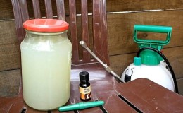 Règles de traitement des concombres avec du lactosérum et de l'iode: recettes et proportions