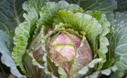 À quelle température le chou gèle-t-il