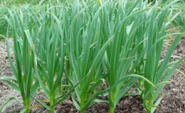 Nous suivons les règles de la rotation des cultures: ce qui peut être planté après l'oignon pour l'année suivante, et ce qui n'en vaut pas la peine