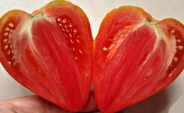 Des tomates délicieuses et aromatiques qui ressemblent à des baies géantes - l'incroyable tomate fraise rouge allemande
