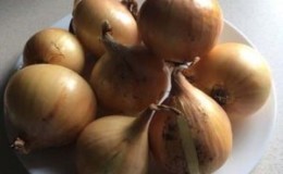 Variété d'oignon d'hiver à haut rendement 