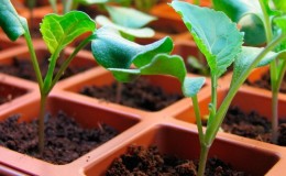 Moment et technologie de plantation de chou brocoli pour les semis et de soin des semis à la maison