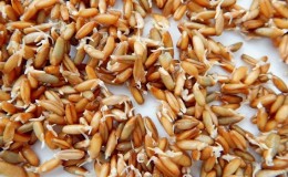 Les avantages et les inconvénients du seigle germé pour les humains