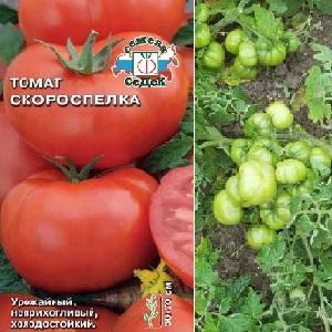 Une variété idéale pour une récolte de tomates riche, savoureuse et précoce: la tomate Skorospelka