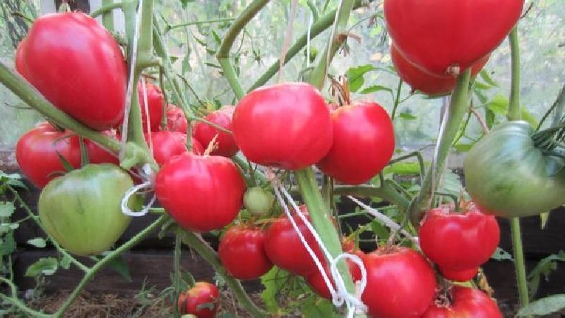 Une variété idéale pour une récolte de tomates riche, savoureuse et précoce: la tomate Skorospelka
