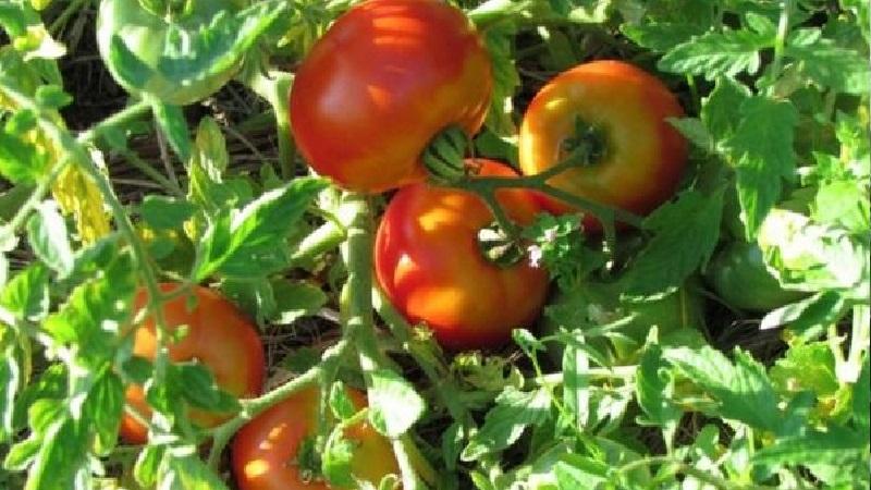 La variété idéale pour une récolte de tomates riche, savoureuse et précoce: la tomate Skorospelka