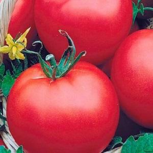 Une variété idéale pour une récolte de tomates riche, savoureuse et précoce: la tomate Skorospelka