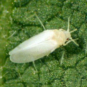 De quoi les tomates sont malades et comment les traiter