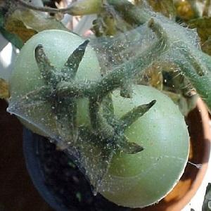 De quoi les tomates sont malades et comment les traiter