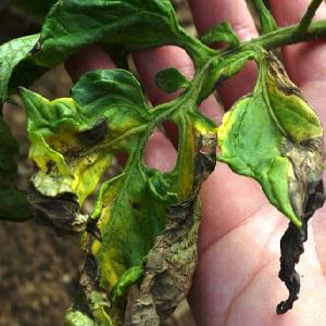 De quoi les tomates sont malades et comment les traiter