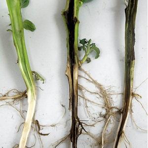 De quoi les tomates sont malades et comment les traiter