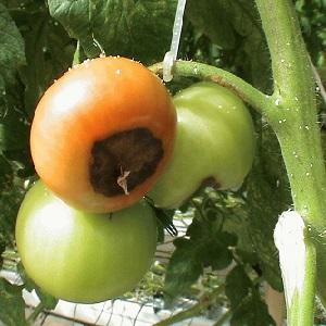 De quoi les tomates sont malades et comment les traiter