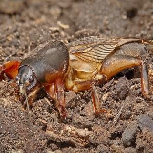 De quoi les tomates sont malades et comment les traiter