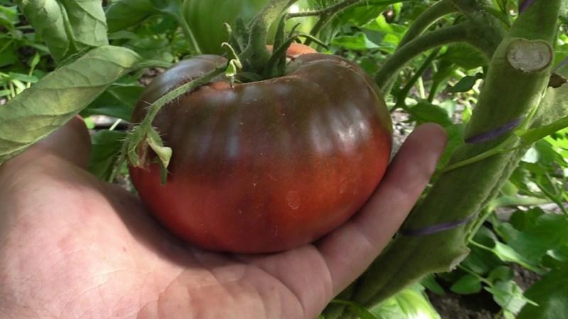 Variété de tomate inhabituelle et esthétique Black Baron - facile à cultiver et agréable avec une récolte abondante