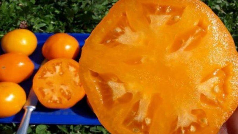 Comment faire pousser une tomate Persimmon sur votre site - trucs et astuces de jardiniers expérimentés