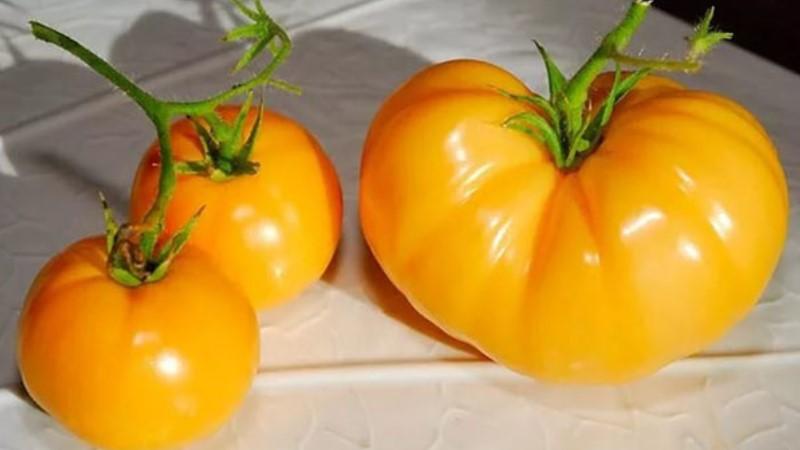 Comment faire pousser une tomate Persimmon sur votre site - trucs et astuces de jardiniers expérimentés