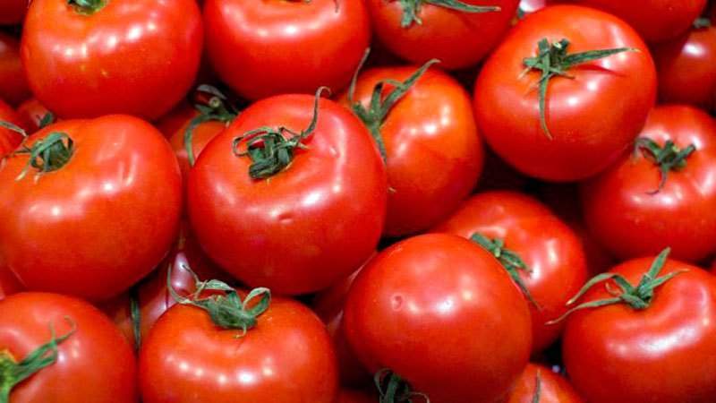 Quelles variétés de tomates à faible croissance sont les plus productives