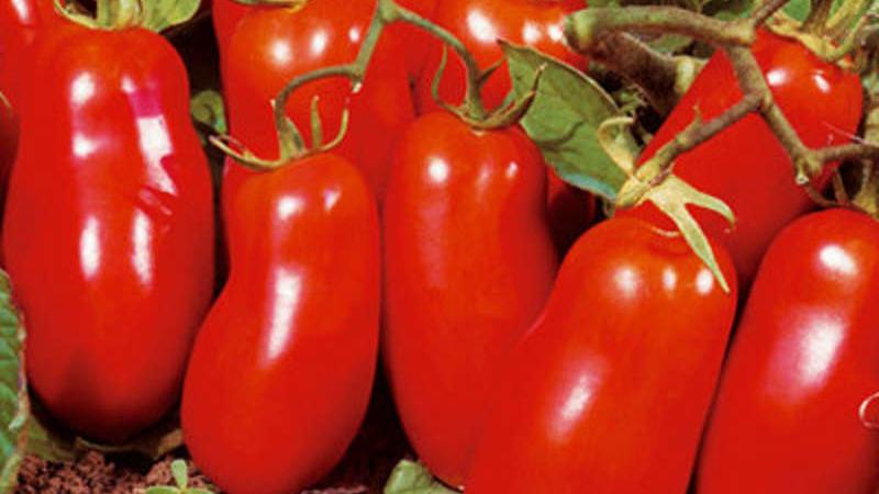 Quelles variétés de tomates à faible croissance sont les plus productives