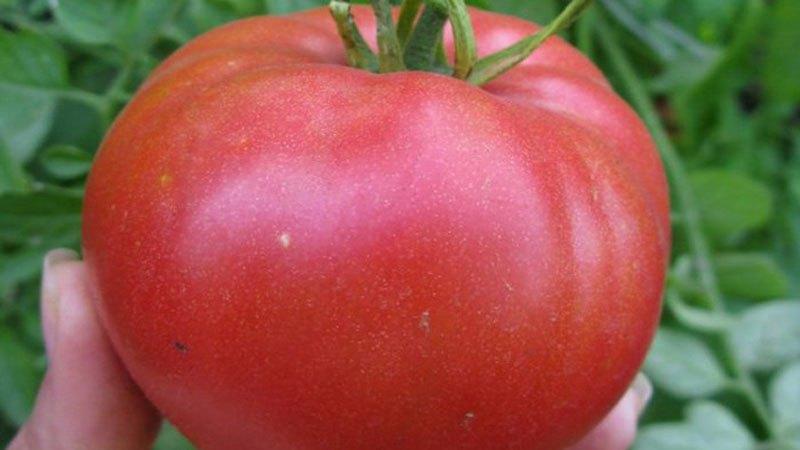Quelles variétés de tomates à faible croissance sont les plus productives