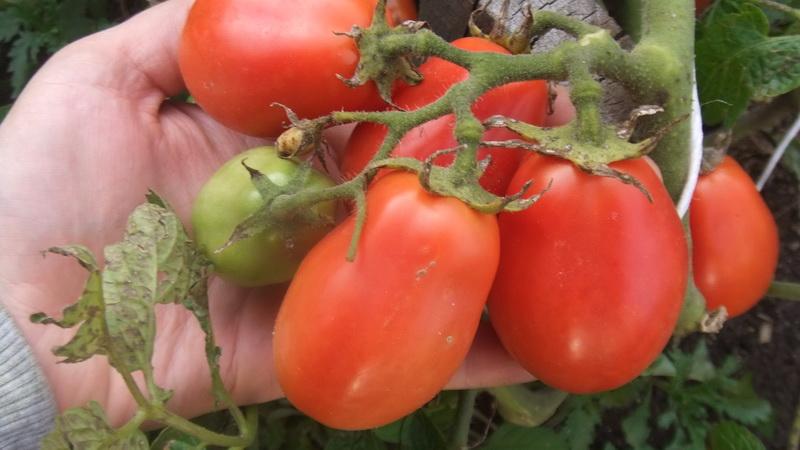 Quelles variétés de tomates à faible croissance sont les plus productives