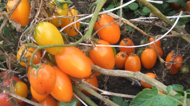 Quelles variétés de tomates à faible croissance sont les plus productives