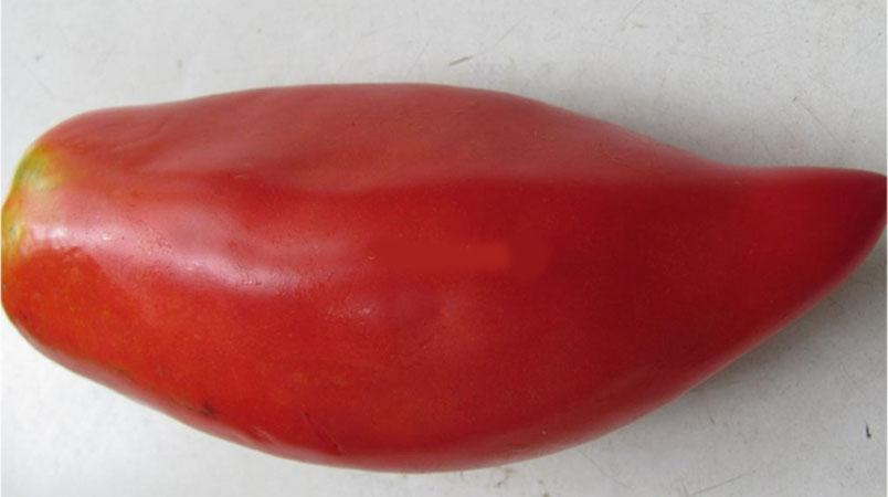 Quelles variétés de tomates à faible croissance sont les plus productives