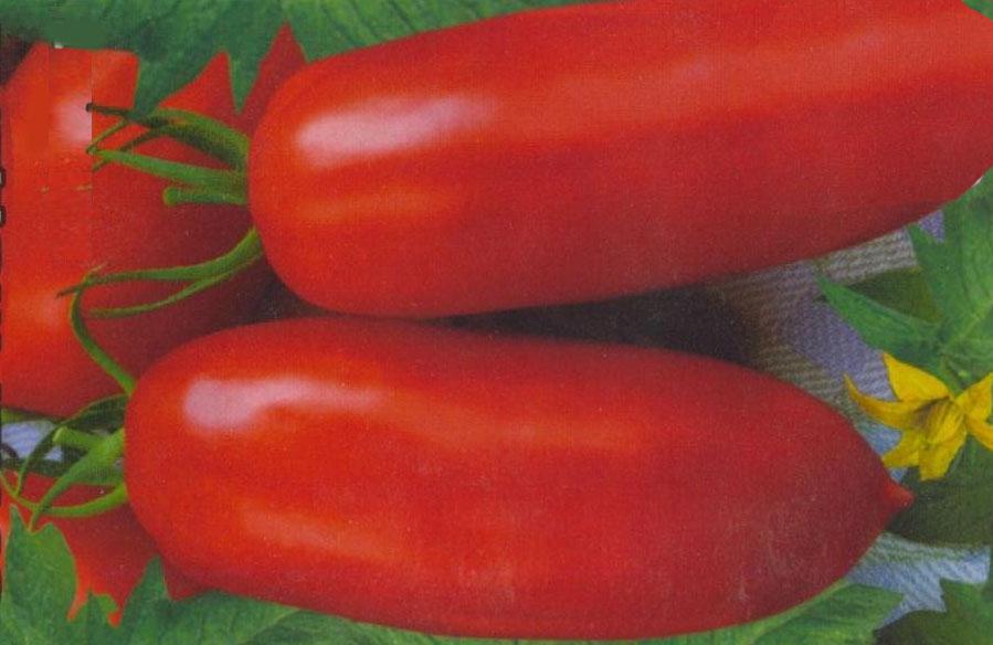 Quelles variétés de tomates à faible croissance sont les plus productives