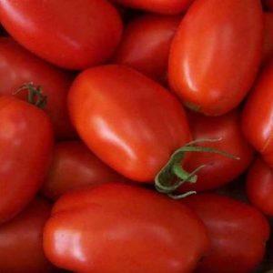 Comment faire pousser de bonnes tomates Stolypin