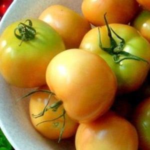 Les meilleures recettes pour récolter des tomates brunes pour l'hiver