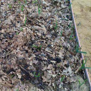 Nous sauvons la récolte du froid: comment couvrir l'ail pour l'hiver, comment et quand le faire correctement