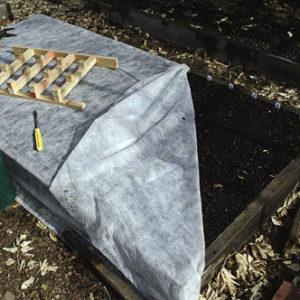 Nous sauvons la récolte du froid: comment couvrir l'ail pour l'hiver, comment et quand le faire correctement