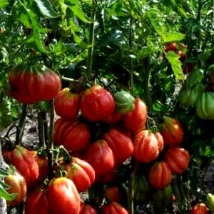 Quelles sont les variétés de tomates standard et lesquelles sont considérées comme les meilleures parmi les jardiniers