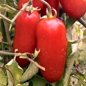 Comment prendre soin d'un jardinier Petrusha à la tomate