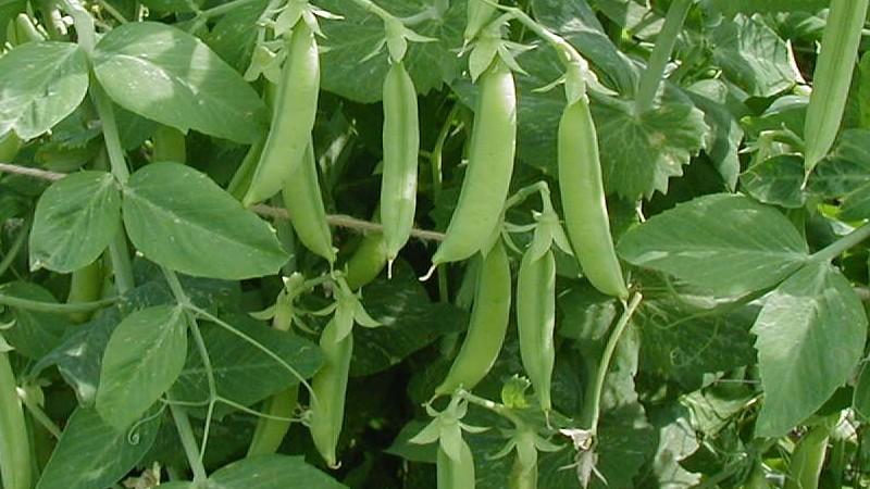 Caractéristiques de la culture des pois verts