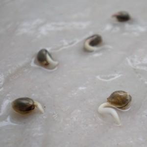 Comment faire pousser des haricots à la maison: un guide étape par étape