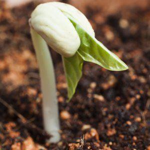 Comment faire pousser des haricots à la maison: un guide étape par étape