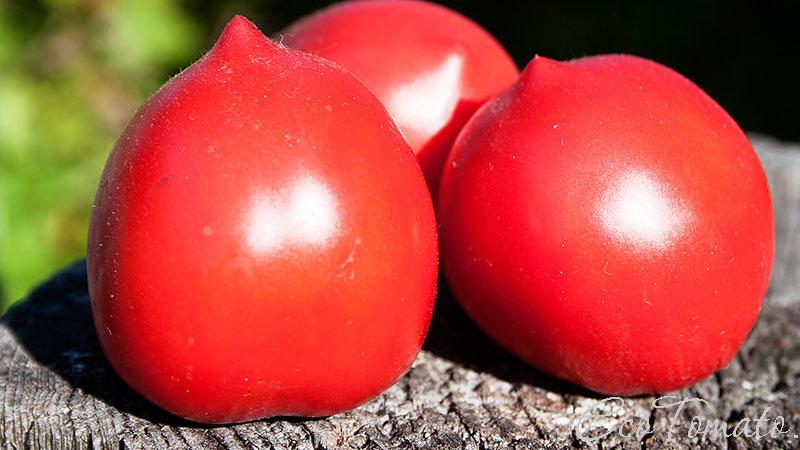 Toute une palette au jardin en une seule variété - La tomate De Barao et les secrets de sa culture