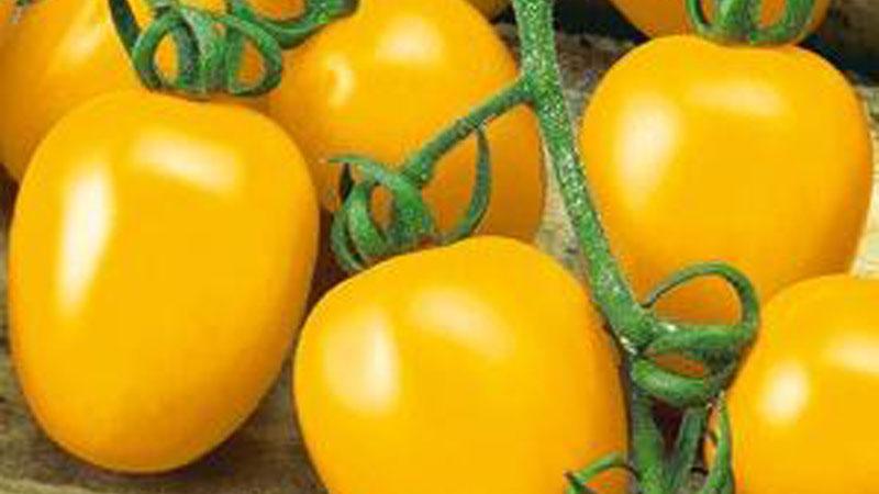 Toute une palette au jardin en une seule variété - La tomate De Barao et les secrets de sa culture