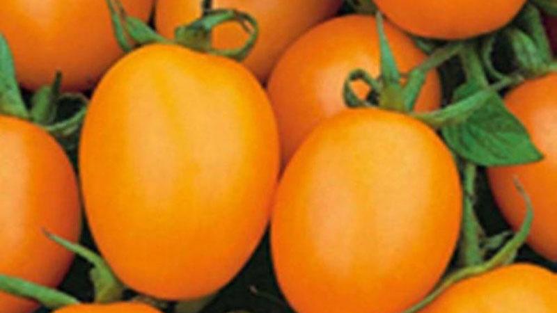 Toute une palette dans le jardin en une seule variété - La tomate De Barao et les secrets de sa culture