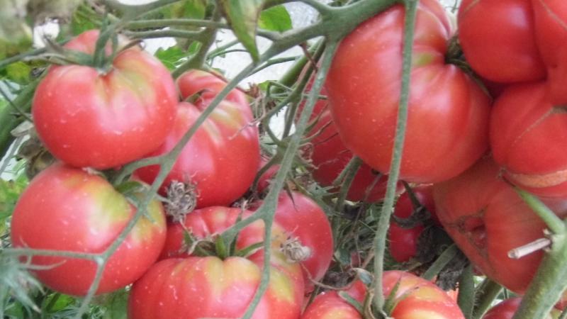 Avantages et inconvénients de la tomate Lopatinsky