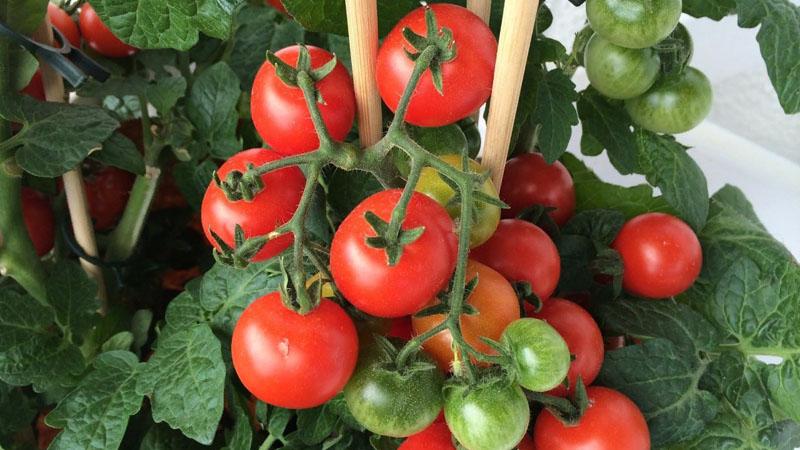 Caractéristiques des variétés de technologie agricole Sac d'argent pour une meilleure récolte