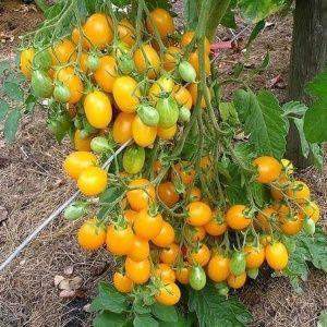 Une tomate qui ressemble à un citron ne laissera personne indifférent: la tomate merveille du monde et la méthode de sa culture
