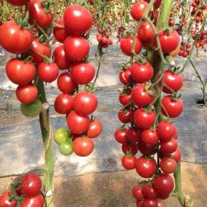 Pourquoi les tomates cerises sont si bonnes
